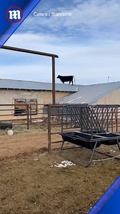 Don’t moo-ve! There’s a cow on the roof! 🐄 | Daily Mail Video