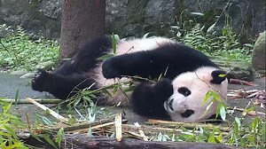 This is how pandas eat bamboo leaves: bite all the leaves and roll them up like a taco. (Xing Qiu) #HiPanda #CCRCGP For more panda information, please check out: https://en.ipanda.com | iPanda