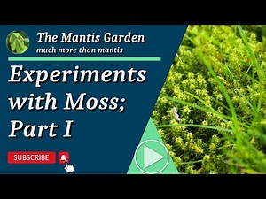 Experiments in Moss Part I