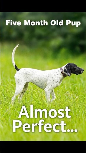 Pointing Dog Prodigy… Almost 😅 #huntingdog #dog #dogtraining #puppy #birddog #doghumor
