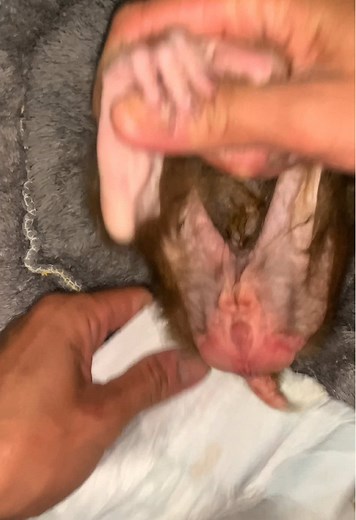 Dad puts a diaper on Bibi😍😍😍#monkey #fyp #monkeybaby🐒❤️