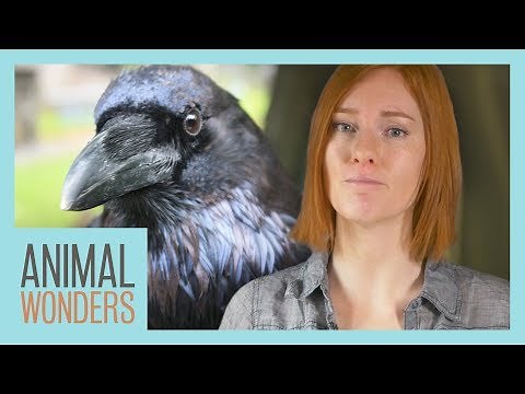 Why You Shouldn't Feed Wild Animals