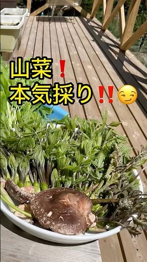 山菜、本気採り‼️😏#山菜 #家庭菜園 #Kitchengarden #癒し #田舎暮らし