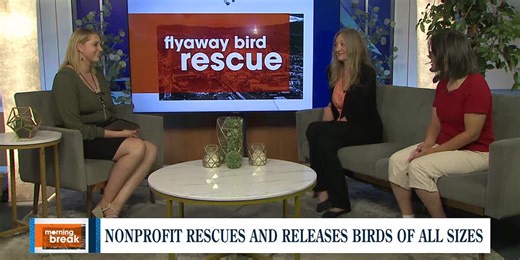 FlyAway Bird Rescue saves, rehabilitates and releases wild birds of all types and sizes