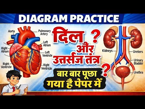 Class 10 // Diagram Practice Class // Excretory System // Kc zone // by Sharda Ma'am