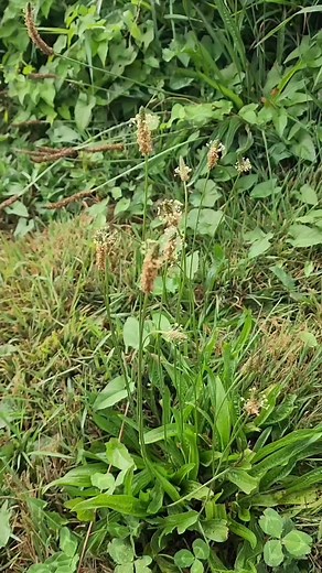 Narrow and broad leafed plantain side by side comparison. This is definitely a great plant to know! And is without a doubt, probably growing as a "weed" in your garden or anywhere the soil has been disturbed. Be smart and don't use anything if you dont know what it is. #plantain #wildremedies #apothecarymary #wildfoodlove #wildherbs #naturalremedy | Apothecary Mary