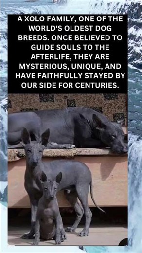 Guardians of Time: The Xolo Story