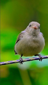 Smallest Bird of India | Pale-billed Flowerpecker