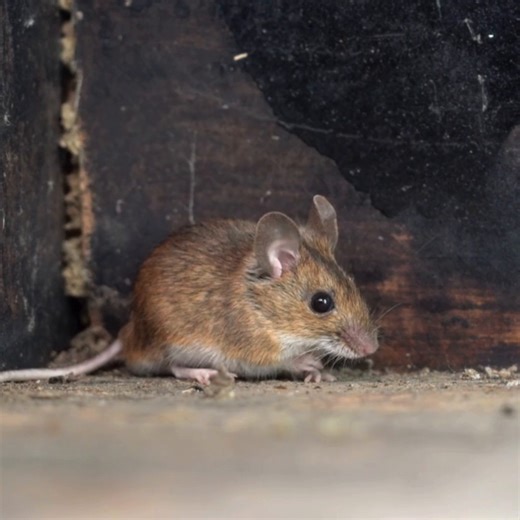 Did you know? A mouse can squeeze through a gap as small as 10 mm, about the size of a pencil, a paperclip, or even a fingernail! | Rentokil