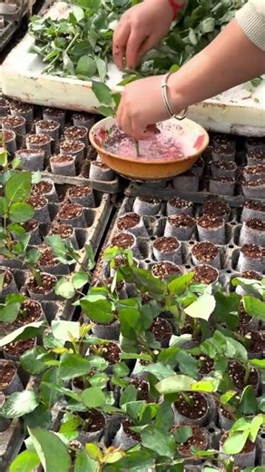 DIY Rose Planting 🌹 | How to Grow Roses From Stem Cuttings
