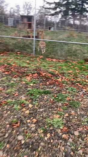 Are we tired of Addison videos yet What would you like to see next #notapet #cheetah | Sean Chapman