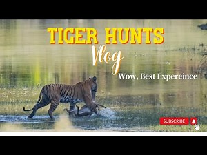 Watch Tiger Hunting Live at Bardiya National Park !