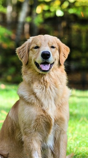 Is Number 1 REALLY the most beautiful? 🐕🤔 #dog # ytshorts.