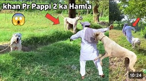 Pakistani Top Class Bully Dogs Khan Bai Bully Dog Lover ❤️ #bullykutty #desibully #pakistanibullydog #bigbullydog #bully #bullyvideo #bullydog #best #bully | Gultair Hunting