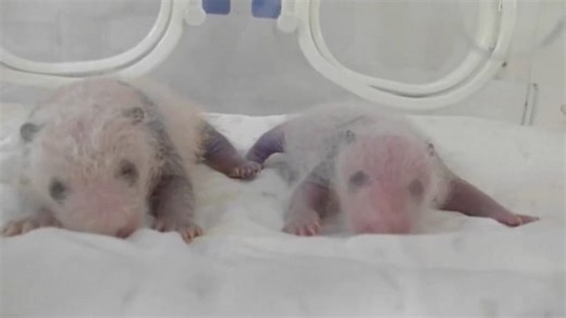 Shanghai welcomes newborn giant panda twins Shanghai Wild Animal Park has announced that its giant panda Qian Jin successfully delivered twins -- one male and one female -- on August 22, marking the first birth of second-generation giant pandas in the city. | BastilleGlobal