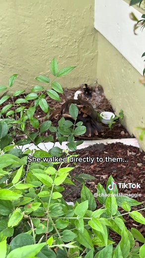 Muscovy Duck Accepts Orphaned Ducklings as Her Own