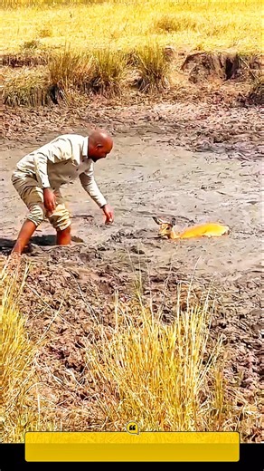 Heartwarming Rescue: Hero Ranger Saves a Baby Impala Trapped in Deep Mud