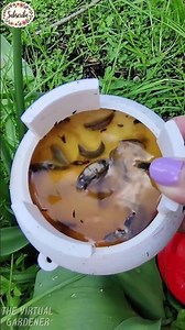 The Easiest Way to Trap Slugs Naturally! 🐌🍺