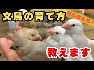 【初心者必見】文鳥の雛の育て方