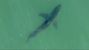 2.4M views · 19K reactions | Check out this guy swimming just off Huntington Beach -- spotted by our helicopter. A one-mile stretch of the beach was closed Sunday after multiple shark sightings. | FOX 11 Los Angeles | Facebook