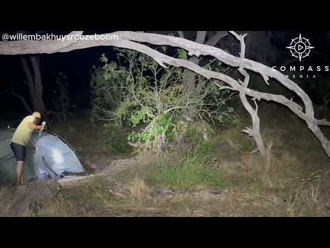 Campers Leave Tents as Lions Walk Into Site