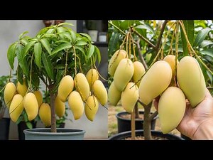 🔴LIVE 🥭 Mango Tree growing tutorial | Full Process from Seed to Harvest | Easy way #livestream #live
