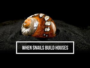 How do snail shells grow?