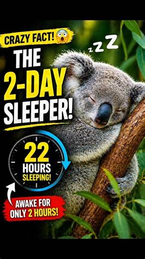 This Animal Sleeps 22 Hours a Day 😴🐨 Koala Facts #shorts