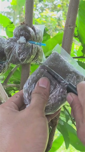 Easy and simple air layering technique #airlayering #plantpropagations #gardening #satisfying