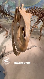 Boop! Such a boopable snout on #Allosaurus “different lizard” Marsh, 1877. It roamed western North America in the Late #Jurassic (~155-145 mya) Morrison Formation and in Europe. It is popular for good reason! A mouth full of sharp teeth, a hand with big claws, speed, power, it is the consummate predator! Across the huge number of specimens we have identified every bone AFAIK, and have a feel for its #ontogeny, plus a ense of variation between individuals and within the species. Did it bark? Roar