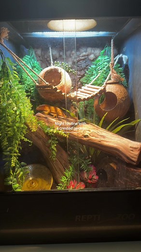 Night Routine with a Crested Gecko: Optimal Care Tips