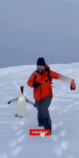 Angry Penguin Chases a Man