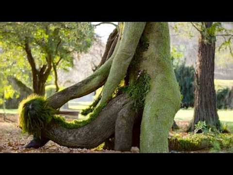 These Trees Are So Amazing You Won’t Believe They Exist