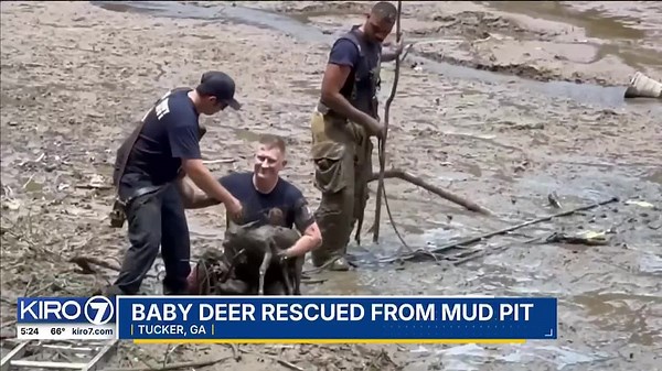 VIDEO: Baby deer rescue in Georgia
