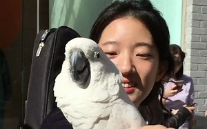 【大白凤头鹦鹉】Violet和韩裔小姐姐一起玩
