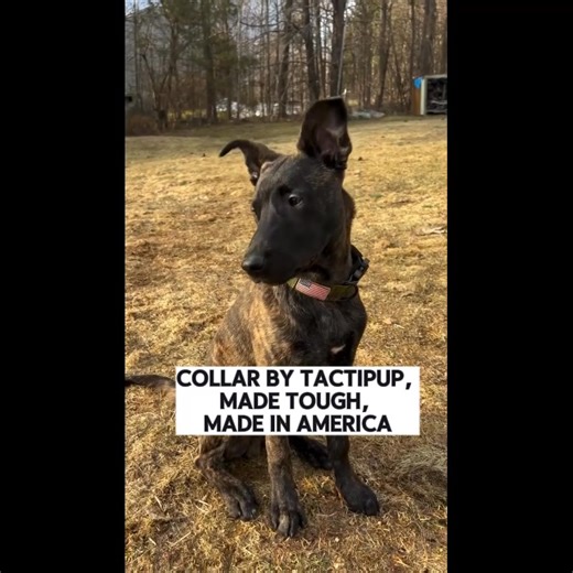 1.9K views · 395 reactions | Over-Built Dog Collars, handmade in the USA.  Made with high end materials, craftsmanship and pride.  Order a personalized dog collar today!  | Tactipup | Facebook