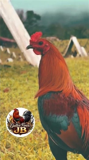GALLO FINO #gallos #gallosfinos #shortsviral #rooster