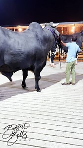 545K views · 3.7K reactions | A colossal black bull | Biggest Bulls Photography | Facebook
