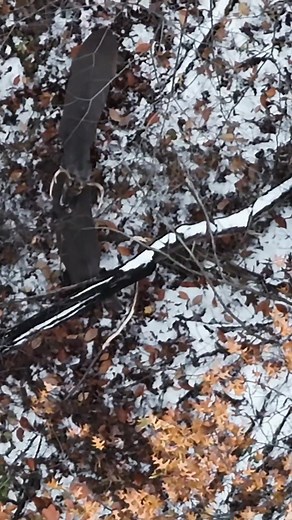 Sweet November from the Alpha Drone | Alpha Drone Deer Recovery