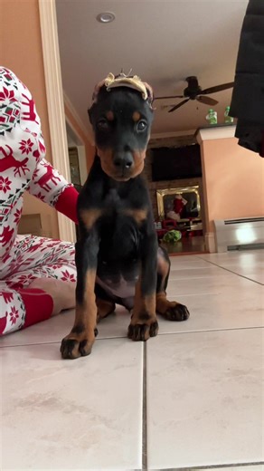 8 weeks old 💕 #doberman #puppy #puppytiktok #dobermanpinscher #fyp