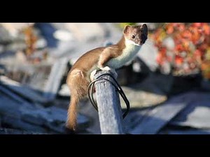 Weasel sound effects|who likes weasel?