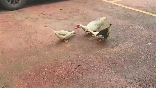 Three ducks caught in heated quacking argument in China