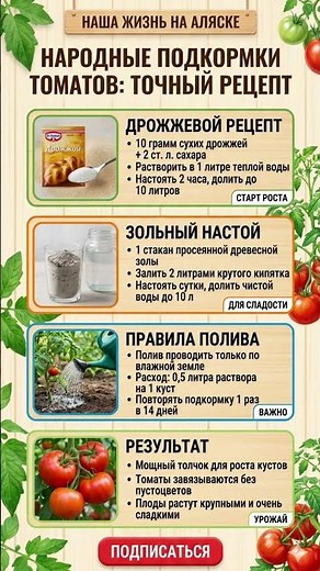 🍅НАТУРАЛЬНЫЕ ПОДКОРМКИ ТОМАТОВ: Дрожжевой Секрет и Зольный Настой для Сладости Плодов 🍅