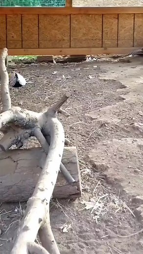 A good breeder male that checks every box of what you're looking for in your breeding program is priceless. Not every bird can easily be replaced. If you have that one specimen, you know what I mean.#lady_amherst_pheasant #lady_amherst #pheasant_breeders #breeder #farming #checkeverybox #breedingprogram #priceless #everybird #irreplaceable #specimen #pheasant_lovers #birdworld #breedingseason #animalia #aves #aviculture #phaisanidae #splittin_tracks #splittin_tracks_pheasantry #exoticpheasant