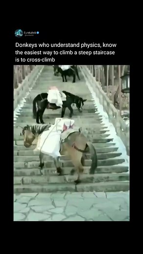 Donkeys who understand physics know the easiest way to climb a steep staircase is to cross-climb | Eureka HN B