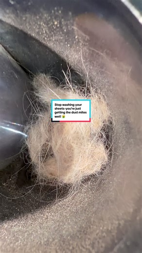 Stop Washing Your Sheets: The Dust Mite Dilemma