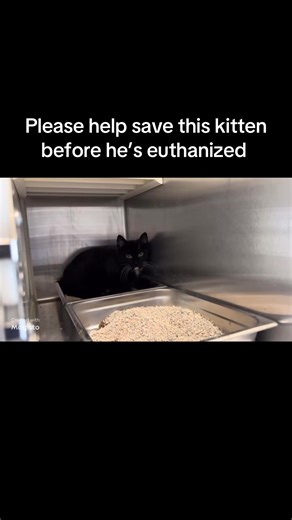⚠️URGENT: 1/17/26⚠️ 🆘 SAVE BINX! 🆘 ~ OC Animal Care, Tustin, CA. ‼️CODE RED - EUTH ALERT!‼️ 🆘 URGENT! BINX ~ Behavior Kitten NEEDS RESCUE by 1/20/26! 🆘. 🆘🆘🆘 URGENT! HELP NEEDED!!!! 🆘🆘🆘 ‼️BINX is on the EUTH LIST at OC Animal Care. He needs a RESCUE COMMITMENT by 01/20/2026 or he WILL BE EUTHANIZED!‼️ ✅ Plea from OC Animal Care: ✅ HELP NEEDED! **Behavior Kitten Needs Rescue by 1/20/26!** 🐾Binx A1946931 15 weeks old, neutered male, DSH, blk/wht Binx was found wet and alone by a good Sam