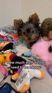 He’s one spoiled puppy! Best puppy toys #puppytoys #bestpuppytoy #istealmykidstoys #yorkiesoftiktok #yorkie | Hello Gii