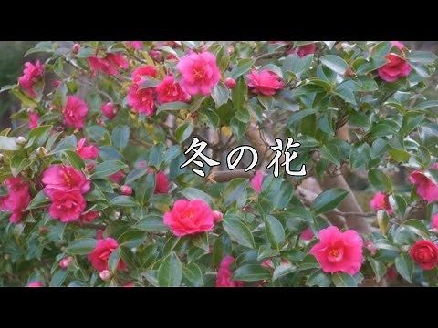 冬の花 鮎川いずみ
