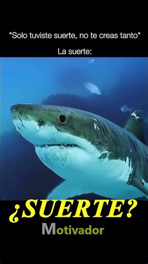 ¿SUERTE? | #motivacion #suerte #tenersuerte #superacion #tiburon #luchar #mental #fyp #shorts